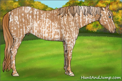 Horse Color: Chocolate Palomino Pearl Mushroom Sabino Snowcap Rabicano  Brindle