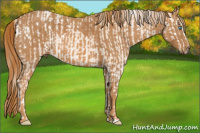 Horse Color:Chocolate Palomino Pearl Mushroom Sabino Appaloosa Rabicano  Brindle