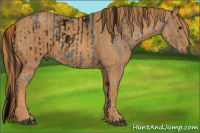 Horse Color:ERROR: UNKNOWN ANOMALY Brindle