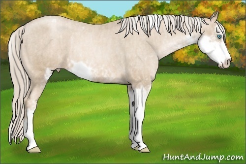 Horse Color:Chocolate Palomino Pearl Sabino Varnish Rabicano Brindle