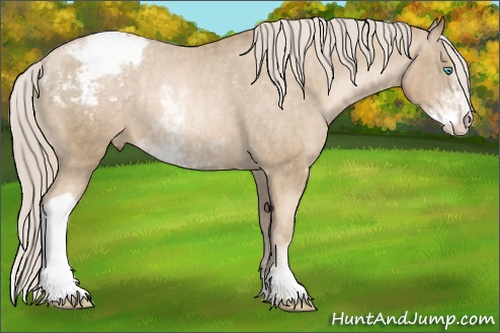Horse Color: Chocolate Palomino Pearl Sabino Snowcap Rabicano  Brindle