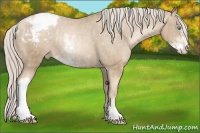 Horse Color:Chocolate Palomino Pearl Sabino Appaloosa Rabicano Brindle