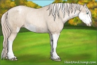 Horse Color:Chocolate Palomino Pearl Sabino Appaloosa Rabicano Brindle