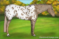 Horse Color:Chocolate Palomino Sabino Appaloosa Rabicano  Brindle