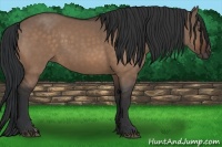 Horse Color:Bay Dun 