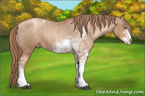 Horse Color: Liver Chestnut Pearl Sabino Snowcap Rabicano  Brindle