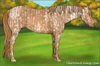Horse Color:Chocolate Palomino Pearl Sabino Snowcap Rabicano  Brindle
