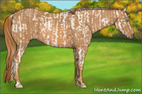 Horse Color:Chocolate Palomino Pearl Sabino Varnish Rabicano  Brindle