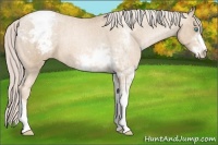 Horse Color:Chocolate Palomino Pearl Sabino Appaloosa Rabicano Brindle