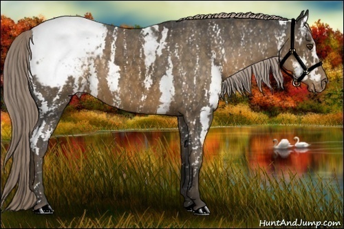 Horse Color: Chocolate Palomino Sabino Snowcap  Brindle