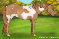 Horse Color:Chocolate Palomino Pearl Sabino Varnish Rabicano Brindle