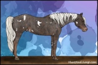 Horse Color:White Spotted Liver Chestnut Appaloosa Rabicano Brindle
