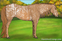 Horse Color:Liver Chestnut Pearl Sabino Appaloosa Rabicano  Brindle