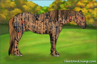 Horse Color:ERROR: UNKNOWN ANOMALY Brindle