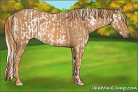 Horse Color:Chocolate Palomino Pearl Sabino Appaloosa Rabicano  Brindle