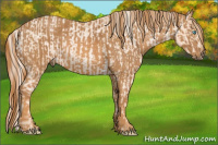 Horse Color:Chocolate Palomino Pearl Sabino Appaloosa Rabicano  Brindle