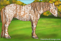 Horse Color:Chocolate Palomino Pearl Mushroom Sabino Appaloosa Rabicano Brindle