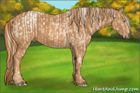 Horse Color:Chocolate Palomino Pearl Sabino Appaloosa Rabicano  Brindle