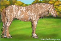Horse Color:Chocolate Palomino Ice Pearl Sabino Appaloosa Rabicano  Brindle