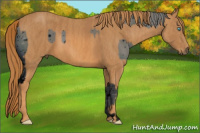 Horse Color:ERROR: UNKNOWN ANOMALY Brindle