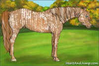 Horse Color:Chocolate Palomino Pearl Sabino Appaloosa Rabicano  Brindle