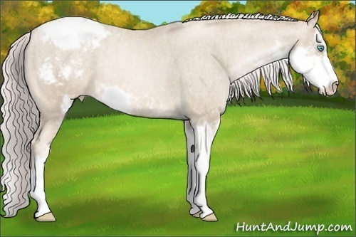 Horse Color: Chocolate Palomino Pearl Mushroom Sabino Snowcap Rabicano  Brindle