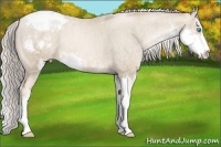 Horse Color:Chocolate Palomino Pearl Sabino Appaloosa Rabicano  Brindle