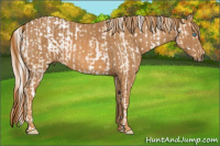 Horse Color:Chocolate Palomino Pearl Sabino Appaloosa Rabicano  Brindle