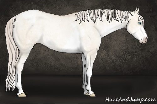 Horse Color: Chocolate Palomino Pearl Dun Sabino Snowcap Rabicano  Brindle