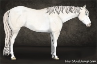Horse Color:Chocolate Palomino Pearl Dun Sabino Appaloosa Rabicano  Brindle