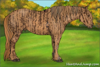 Horse Color:ERROR: UNKNOWN ANOMALY Brindle