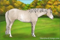 Horse Color:Chocolate Palomino Pearl Sabino Appaloosa Rabicano  Brindle