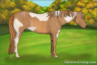Horse Color:Chocolate Palomino Pearl Sabino Appaloosa Rabicano  Brindle