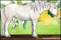 Horse Color:Chocolate Palomino Pearl Sabino Appaloosa Rabicano  Brindle