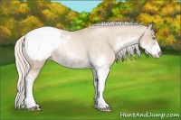 Horse Color:Chocolate Palomino Pearl Sabino Appaloosa Rabicano Brindle