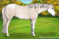 Horse Color:Chocolate Palomino Pearl Sabino Appaloosa Rabicano  Brindle