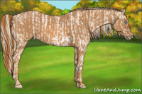Horse Color:Chocolate Palomino Pearl Sabino Appaloosa Rabicano  Brindle