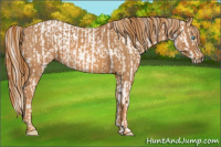 Horse Color:Chocolate Palomino Pearl Sabino Appaloosa Rabicano  Brindle