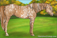 Horse Color:Chocolate Palomino Pearl Sabino Appaloosa Rabicano  Brindle