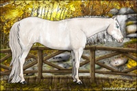 Horse Color:Chocolate Palomino Pearl Sabino Appaloosa Rabicano  Brindle