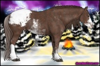 Horse Color:Liver Chestnut Sabino Snowcap Rabicano  Brindle