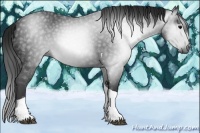 Horse Color:Gray Black Tobiano 