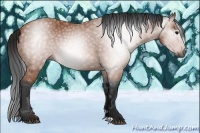 Horse Color:Gray Bay 
