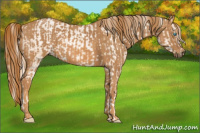 Horse Color:Chocolate Palomino Pearl Sabino Appaloosa Rabicano  Brindle
