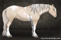 Horse Color:Chocolate Palomino Pearl Sabino Tobiano Appaloosa Rabicano  Brindle