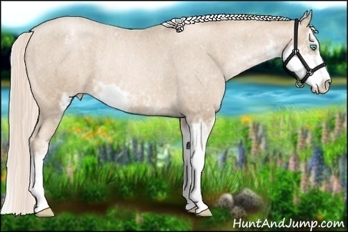 Horse Color:Chocolate Palomino Pearl Sabino Snowcap Rabicano Brindle
