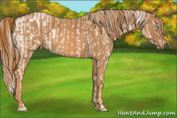 Horse Color:Chocolate Palomino Pearl Sabino Appaloosa Rabicano  Brindle