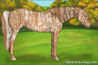 Horse Color:Chocolate Palomino Pearl Sabino Appaloosa Rabicano  Brindle
