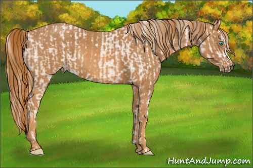 Horse Color: Chocolate Palomino Pearl Sabino Varnish Rabicano  Brindle