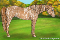 Horse Color:Chocolate Palomino Pearl Sabino Varnish Rabicano  Brindle